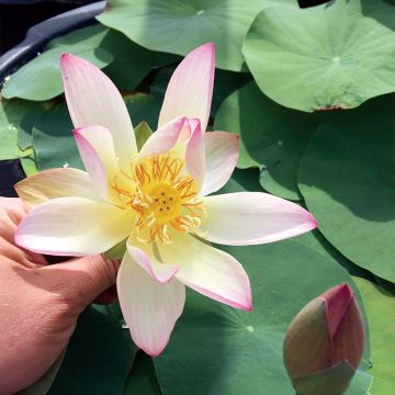 Nelumbo nucifera rose - Lotus des Indes rose