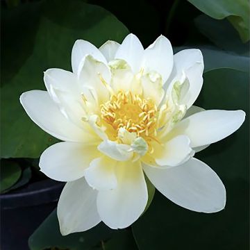 Nelumbo nucifera rose - Lotus des Indes rose