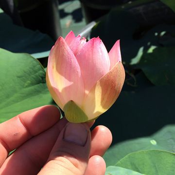 Nelumbo nucifera rose - Lotus des Indes rose