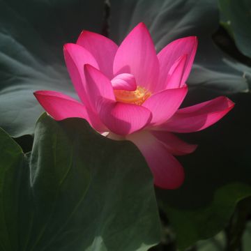 Nelumbo nucifera rose - Lotus des Indes rose