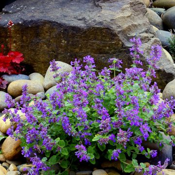 Nepeta Nova Blue - Népéta hybride