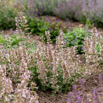 Nepeta racemosa Snowflake - Chataire à fleurs blanches