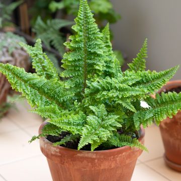 Nephrolepis exaltata Cotton Candy - Fougère de Boston
