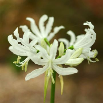 Nerine bowdenii type - Lis de Guernesey