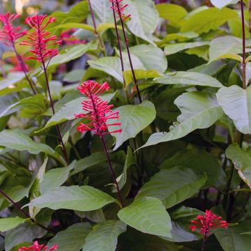 Caryopteris incana Sunny Blue - Spirée bleue, Barbe bleue