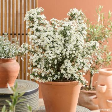 Olearia x scilloniensis Compacta - Aster en arbre