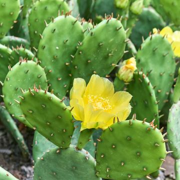 Opuntia lubrica - Cactus raquette