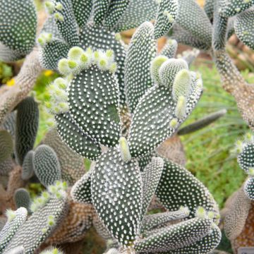 Opuntia microdasys var. albispina - Cactus raquette