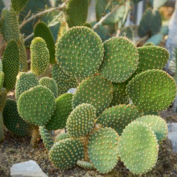Opuntia microdasys var. pallida - Cactus raquette