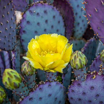 Opuntia santa-rita - Cactus raquette