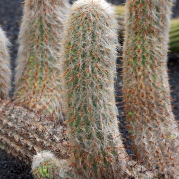Cylindropuntia kleiniae - Opuntia ou oponce