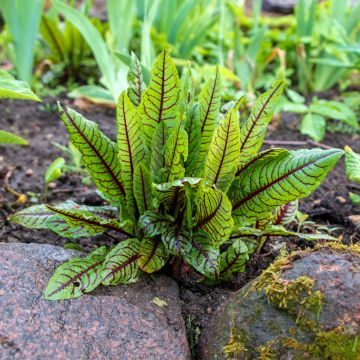 Oseille Sanguine Patience Des Bois - Rumex patienta