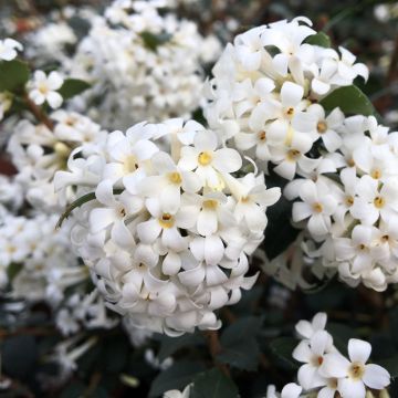 Osmanthus Heaven Scent - Osmanthe