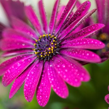 Osteospermum Dalina Red Dark