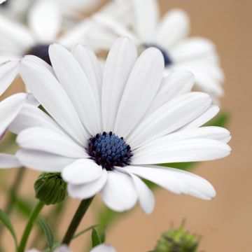 Osteospermum Cape Daisy Glistening White 