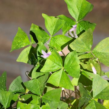 Oxalis trianglularis Marmer