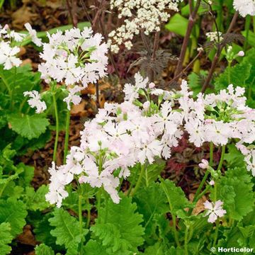 Primevère, Primula sieboldii Pago-Pago