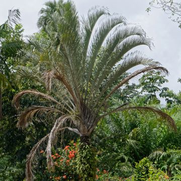 Dypsis plumosa - Palmier plumeux