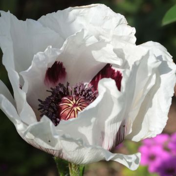 Pavot d'Orient - Papaver orientale Perry's White
