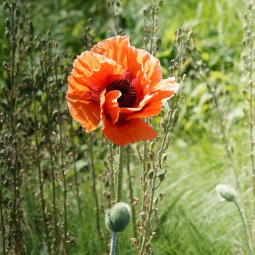 Pavot d Orient - Papaver orientale Harvest Moon