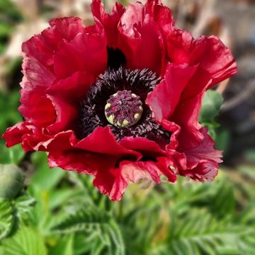 Pavot d'Orient - Papaver orientale Perry's White