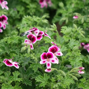 Pelargonium - Géranium parfumé Mosquitaway Eva