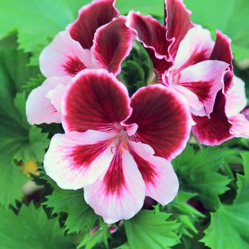 Pelargonium - Géranium Angeleyes Burgundy