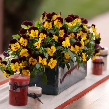 Pensée retombante Cool Wave Red Wing - Viola wittrockiana 