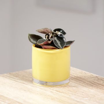 Peperomia metallica Colombiana