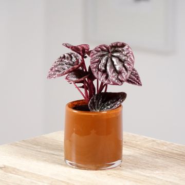 Peperomia caperata Luna