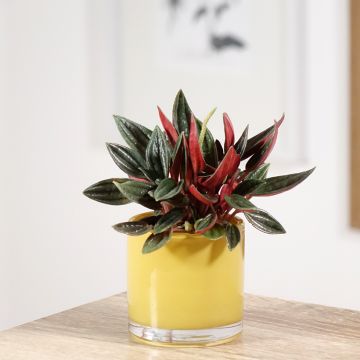 Peperomia caperata Rosso