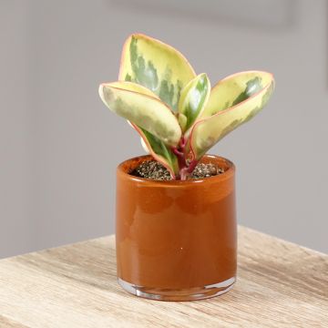 Peperomia clusiifolia Red Margin