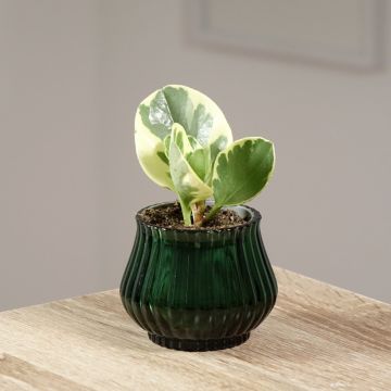 Peperomia obtusifolia USA