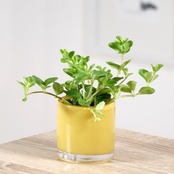 Peperomia rotundifolia