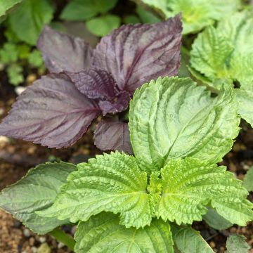 Perilla frutescens vert - Shiso (Tia To)