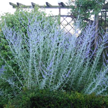 Perovskia atriplicifolia Blue Steel - Sauge russe en pot de 2/3 L