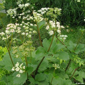 Livèche d'Ecosse ou Persil de mer - Ligusticum scoticum