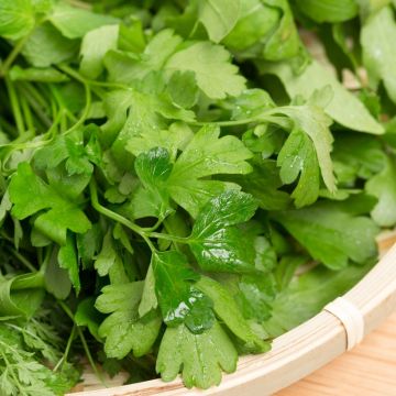 Persil géant d'Italie BIO en plants - Petroselinum sativum