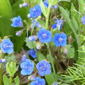 Graines de Phacelia campanularia Blue Wonder
