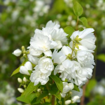 Philadelphus Virginal - Seringa Virginal