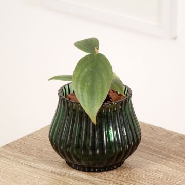 Philodendron sp. Colombia