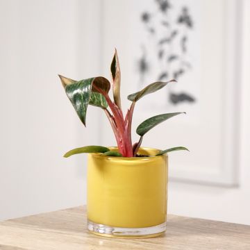 Philodendron Pink Bikini