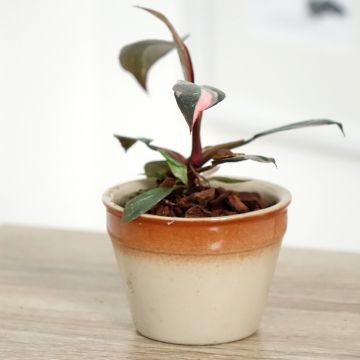 Philodendron Pink Princess