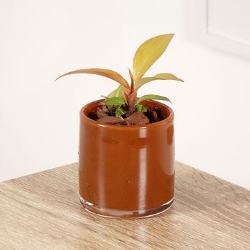 Philodendron Sunlight