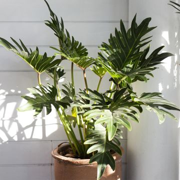 Philodendron xanadu - Thaumatophyllum