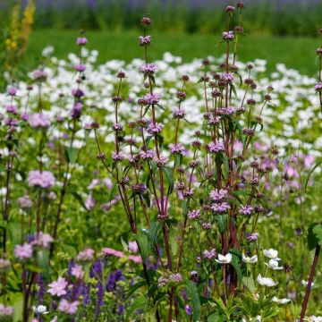 Phlomis tubéreux - Phlomis tuberosa Amazone