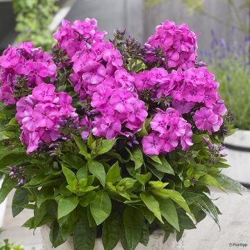 Phlox Bambini Candy Crush® - Phlox paniculé