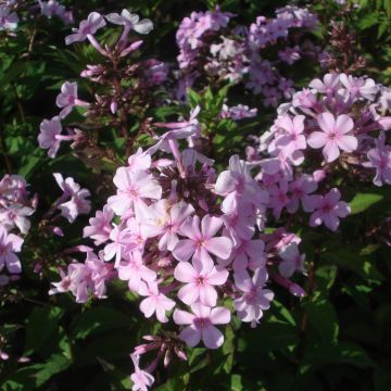 Phlox paniculata Lichtspel