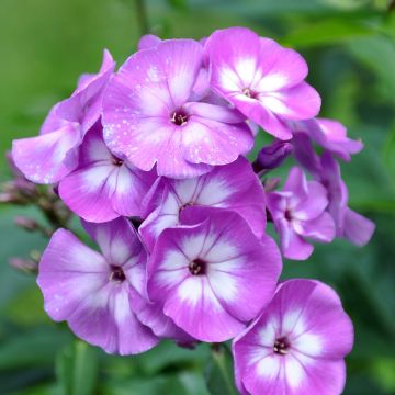 Phlox paniculata Laura - Phlox paniculé rose magenta à centre blanc