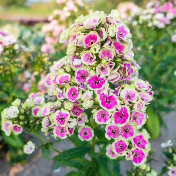 Phlox paniculata Orchid Yellow - Phlox paniculé